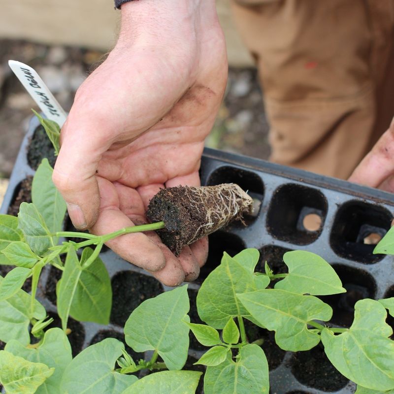 Plateaux de plantation en plastique de 128 cellules PS pour pépinière de légumes