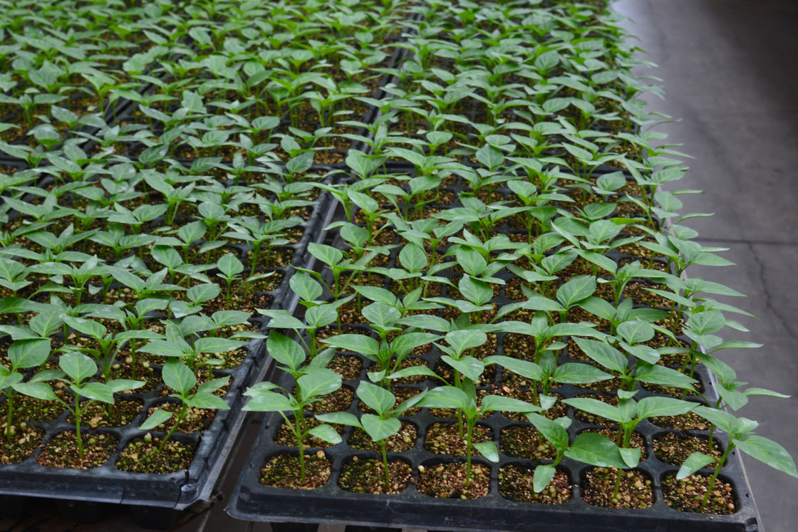 Plateaux de plantation en plastique de 128 cellules PS pour pépinière de légumes
