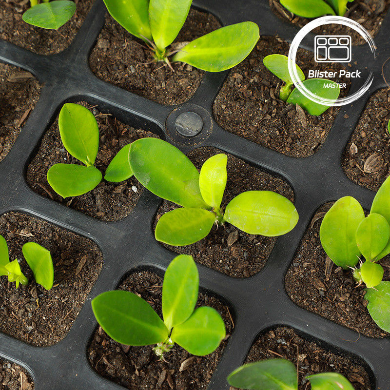 72 plateaux en plastique avec couvercle plat pour la culture de fleurs et de plantes vertes