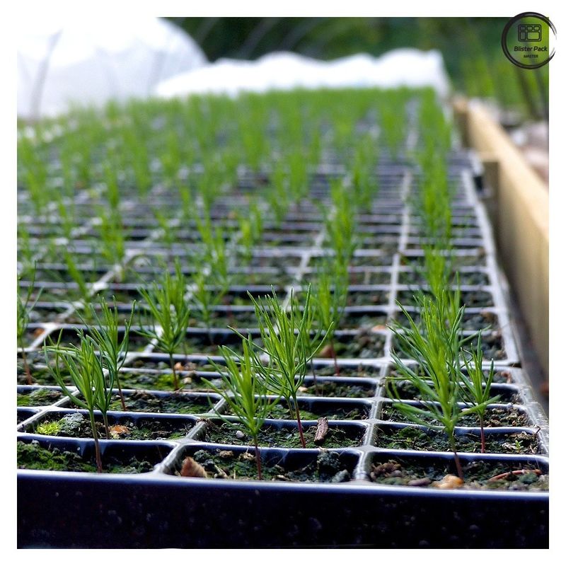 Plateaux de semences à plomb durables pour la propagation des plantes, 28/32/50/72/105/128/200/288 Plateaux de semis pour pépinières à cellules