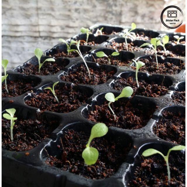 Plateau de départ de semis à 50 trous, plateau de propagation de pépinière en plastique dur pour la plantation de jardins à domicile