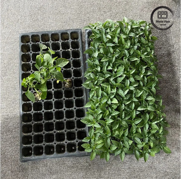 50 cellules de semis de jardin d'enfants plateau de prise PS durable pour une croissance efficace des semis
